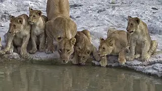 Lion facts for kids - Fun facts about animals for children - Dinolingo