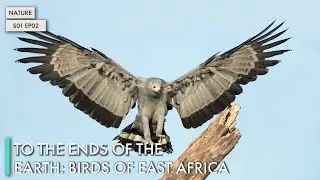 To the Ends of the Earth: Birds of East Africa