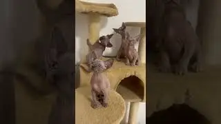 I have 16 cats in my house 🤪 #sphynx #cats #catvideo #shorts