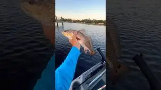 Popping cork for redfish with DOA shrimp 🦐 #fishing #floridafishing