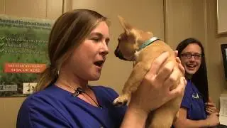 What guests of Tampa Veterinary Hospital are saying about us!