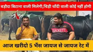 आज खरीदो 5 भैंस जायज से जायज रेट में || Sunny Malik, Tihad Malik || Pashupalanvikasmanch