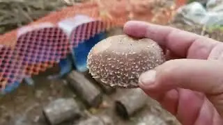 Shiitake flush, 8 out of 8 hens laying eggs & shed coming along