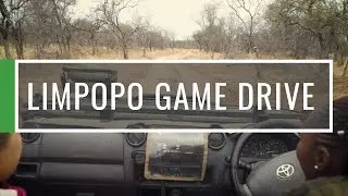 Go On A Game Drive | South Africa Limpopo | GVI
