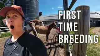 A Day in the Life at Swedens Most Beautiful Horse Ranch
