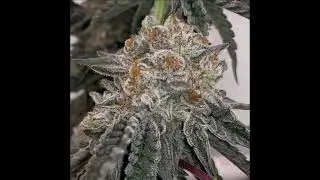 432hz  Rick James  Mary Jane  rebassed lower