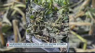 Winter storm leaves East Texas plant nursery owners counting their losses