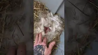 one of my Lionhead Does had a surprise litter. #liondheadrabbit #rabbit #kits #life #nature #birth