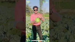 Hybrid Cabbage #Seed Green Stone F1 | #Cabbage Farming in #Pakistan | Cabbage Seeds Production |GGAS