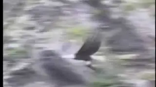 60 Second Classic - St Saens - The Swan