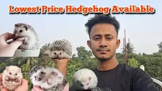 Lowest price Hedgehog | Hedgehog price in Bangladesh | ছোট সজারুর দাম | My Hobby Bd