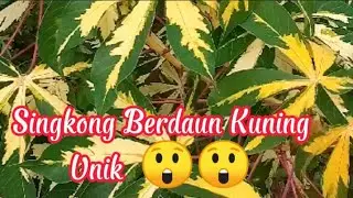 Langka Ini,, Singkong Berdaun Kuning Unik 😁 #singkong #langka  #shotviral