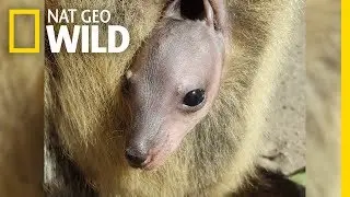 Rare Images Show a Baby Wallaby Growing in Mom's Pouch | Nat Geo Wild