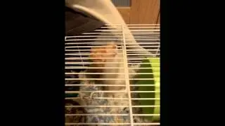 Our Ninja Hamster - Taylor McTaylor