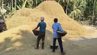 ধান মাৰিছে মিচিনে 