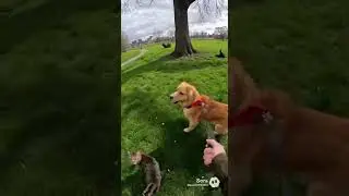 POV: Walking the dog, the cat tries to snatch the leash. #funnycat #cat #funny #cute #catmemes