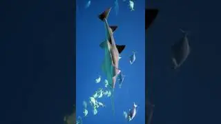 Largetooth Sawfish Short  #animalfacts #sharkweek #sawfish #largetoothsawfish #marinelife
