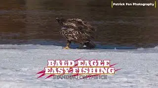 Frozen Rivers, Smart Moves 🦅❄️ | Juvenile Bald Eagle Ice Fishing in Iowa  4k #viral #wildlife