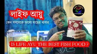 Which is the best Fish Food ? || Is Life Ayu The Best || Aquarium Fish Food