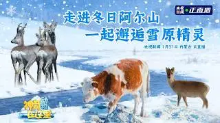 🔴【LIVE直播】走進冬日阿爾山 一起邂逅雪原精靈｜2025.01.31 @ChinaTimes