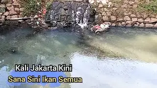 Kali di Jakarta Kini Sudah Banyak Ikan Mujairnya DLL #Part1