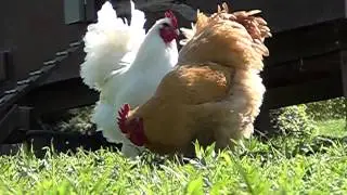 Chickens- White Langshan, Black Langshan, Buff Cochin