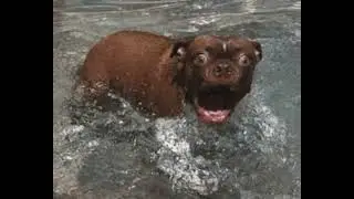 'The dog's a silly thing' (Short Poem)