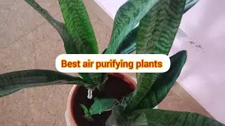 Best airpUrifier#Snake plant#indoor plant#must for beginners #cleaning tips#gardenlovers#jan 19,2026