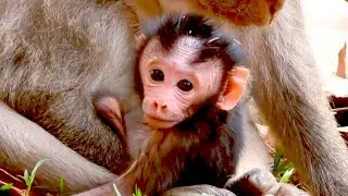 Monkey Jinx Welcomes Her Newborn Baby Into the Family