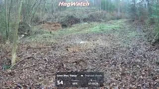 HogWatch - Live Cam