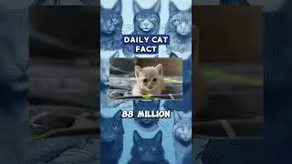 Daily Cat Fact 2 - Cats are the #1 Pets (Updated) #cat #facts #shorts
