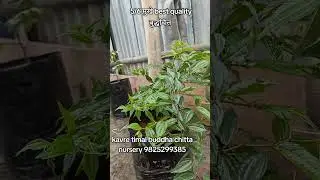 हाम्रो location को लागि  google map मा kavre timal buddha chitta nursery भनि search गर्नुहोला