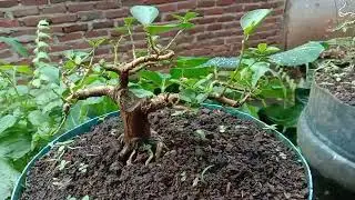 Review Bonsai koleksi teman@ABBAH JUNiOR888