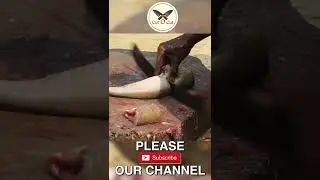 Shark Fish Cutting