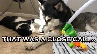 CAT VS. HUSKIES｜How My Cat and Huskies Interact｜Funny Husky Video