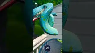 Dangerous Snake 🐊#trending#viral#shorts#snake#story#reels#youtube#instagram#trendingshorts#ytshorts