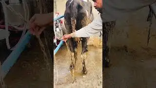 #cattledisease #cow #farming #cattleworld #funny #bullfarm #animals #dairyherd