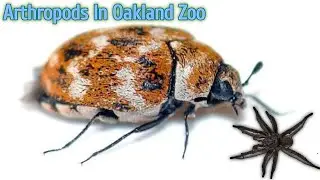 Arthropods of Oakland Zoo (2025) - Fascinating Facts & Wildlife Insights