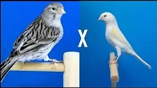 Blanco Dominante  X Gris 
