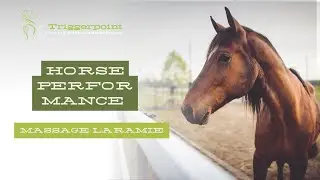 Horse Performance Massage Laramie