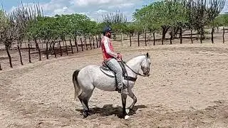 COMO COLOCAR SEU CAVALO PARA GALOPAR NA MÃO E PÉ CORRETO?