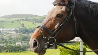 Bring your horse to University