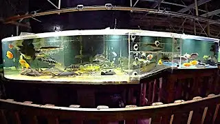 New experimental community in 1800 gal: fish from four 240 gal join including all the jerks