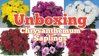 Chrysanthemum Saplings Online | गुलदाउदी के पौधे घर बैठे मंगाए | Unboxing Chrysanthemum Saplings