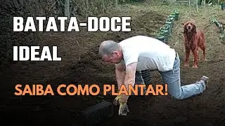 Quando plantar batata‑doce: guia passo a passo