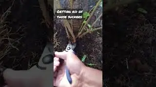 Getting Rid Of Those Suckers. #garden #suckers #ornamental #plum #howto