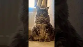 Важные уроки 😅#мейнкун #смешновидео #цитаты