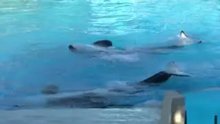 The Complete 'One Ocean' Shamu Show at SeaWorld voted best on YouTube
