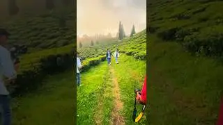 #prewedding #bts #youtubeshorts #ytshorts #preweddingshoot #teagarden #darjeeling #photography