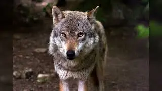 Wolf Howling